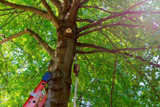 Best Tree Disease Treatment  in Black Canyon City, AZ